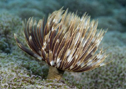 Tube worm. Lembeh straits. D200, 60mm. by Derek Haslam 